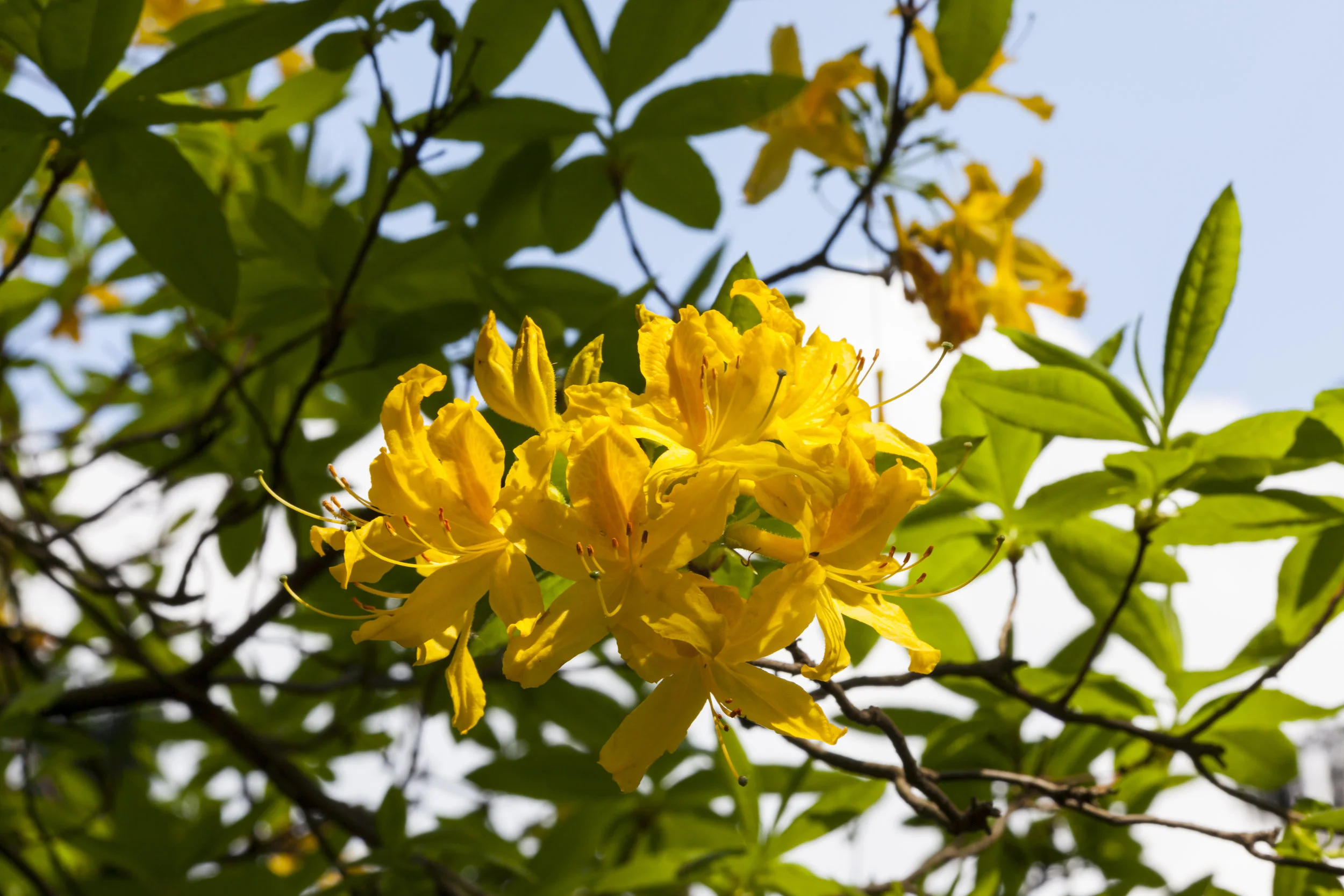 10-GULDAZALEA-iStock-488323299.jpg