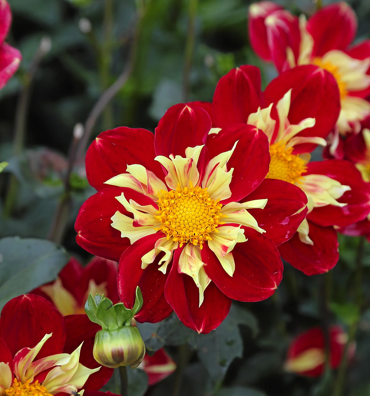 98-dahlia12-705.jpg