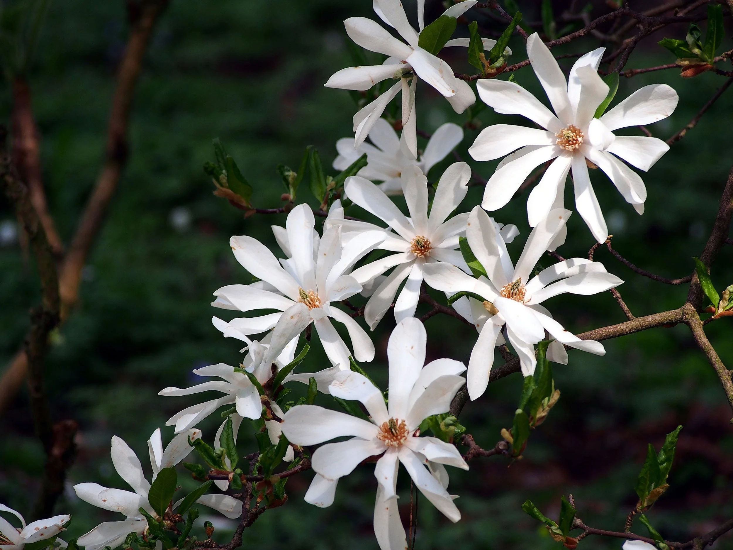 Stjärnmagnolian har flikiga, stjärnliknande blomblad. Foto: Shutterstock