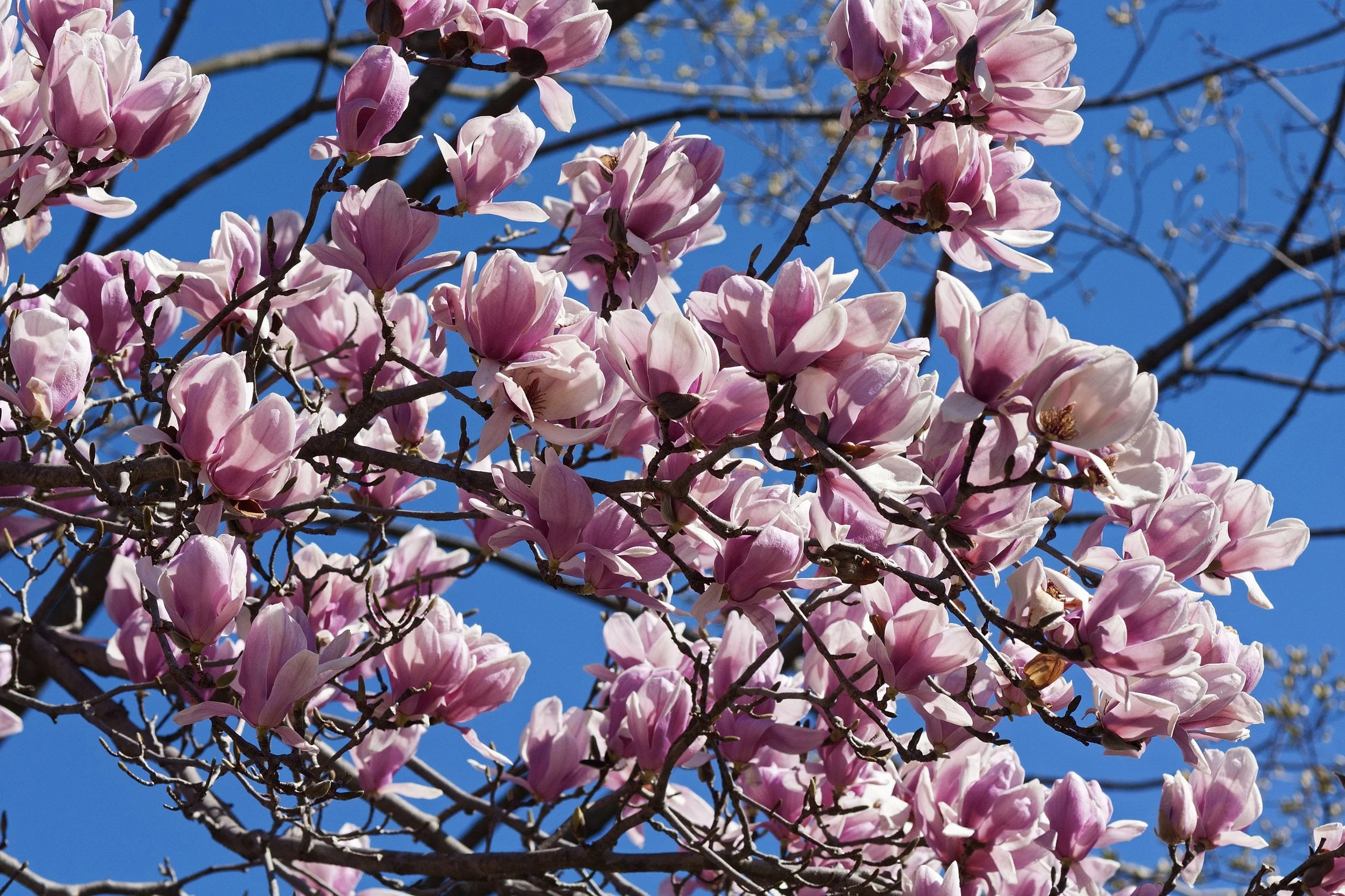Magnolian blommar på bar kvist och är vårens första riktiga signal om att sommaren är på väg. Foto: Shutterstock