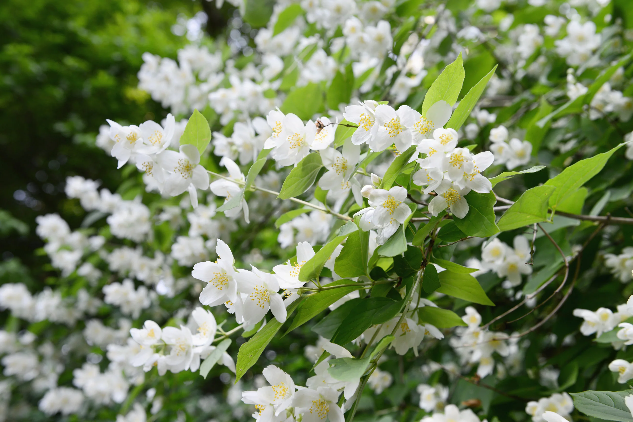 Foto: istock
