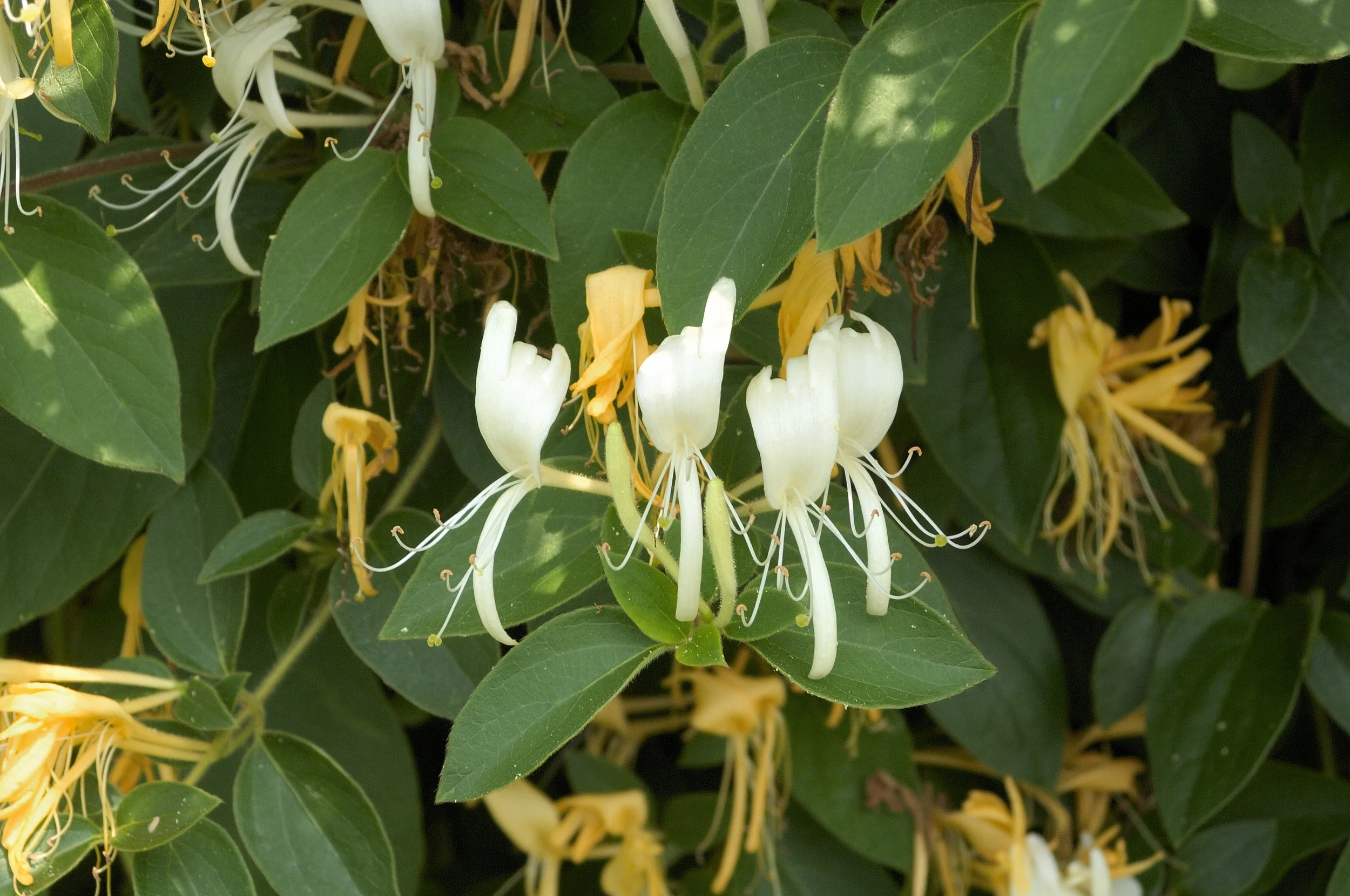 Foto: istock