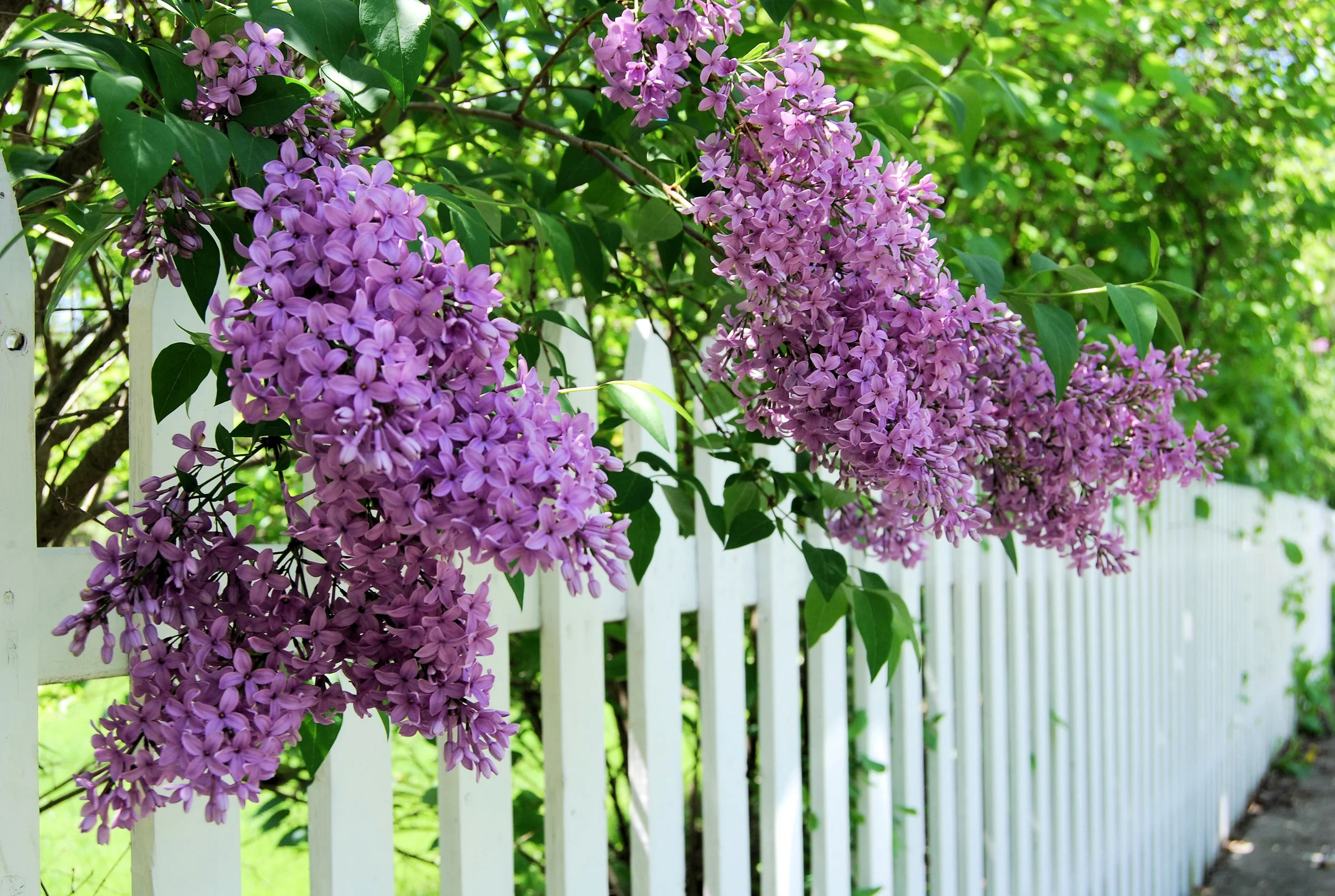 Foto: istock