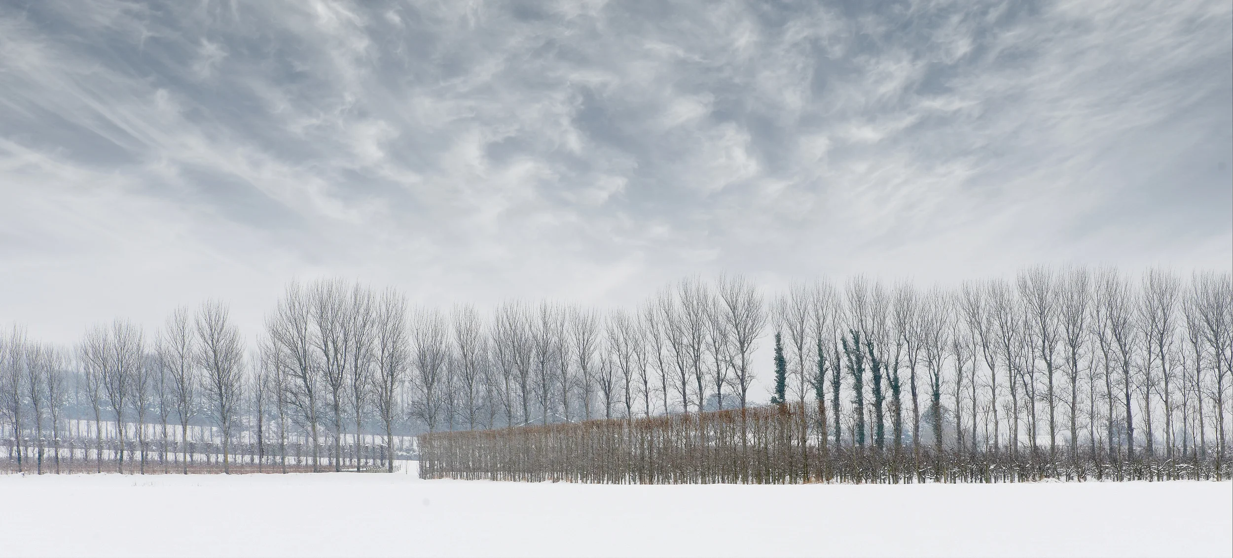 snowtreeline03new.jpg