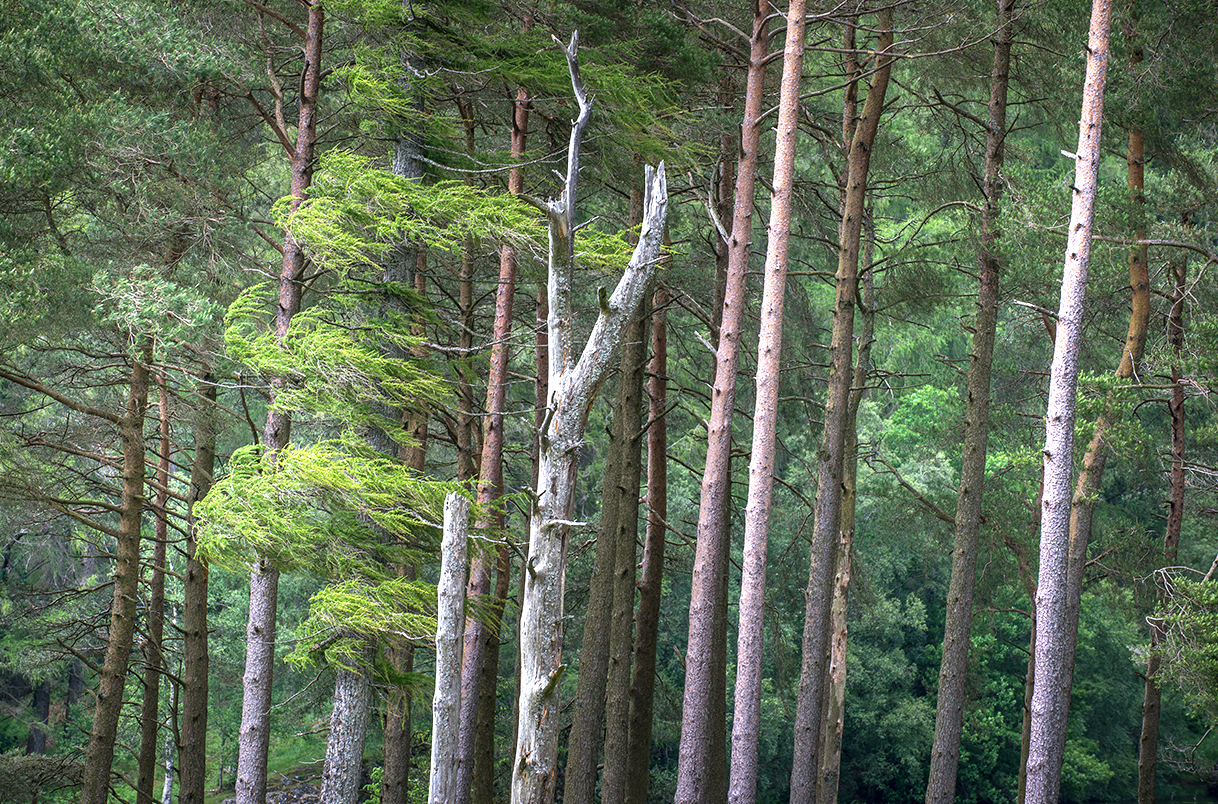 webtrees.jpg