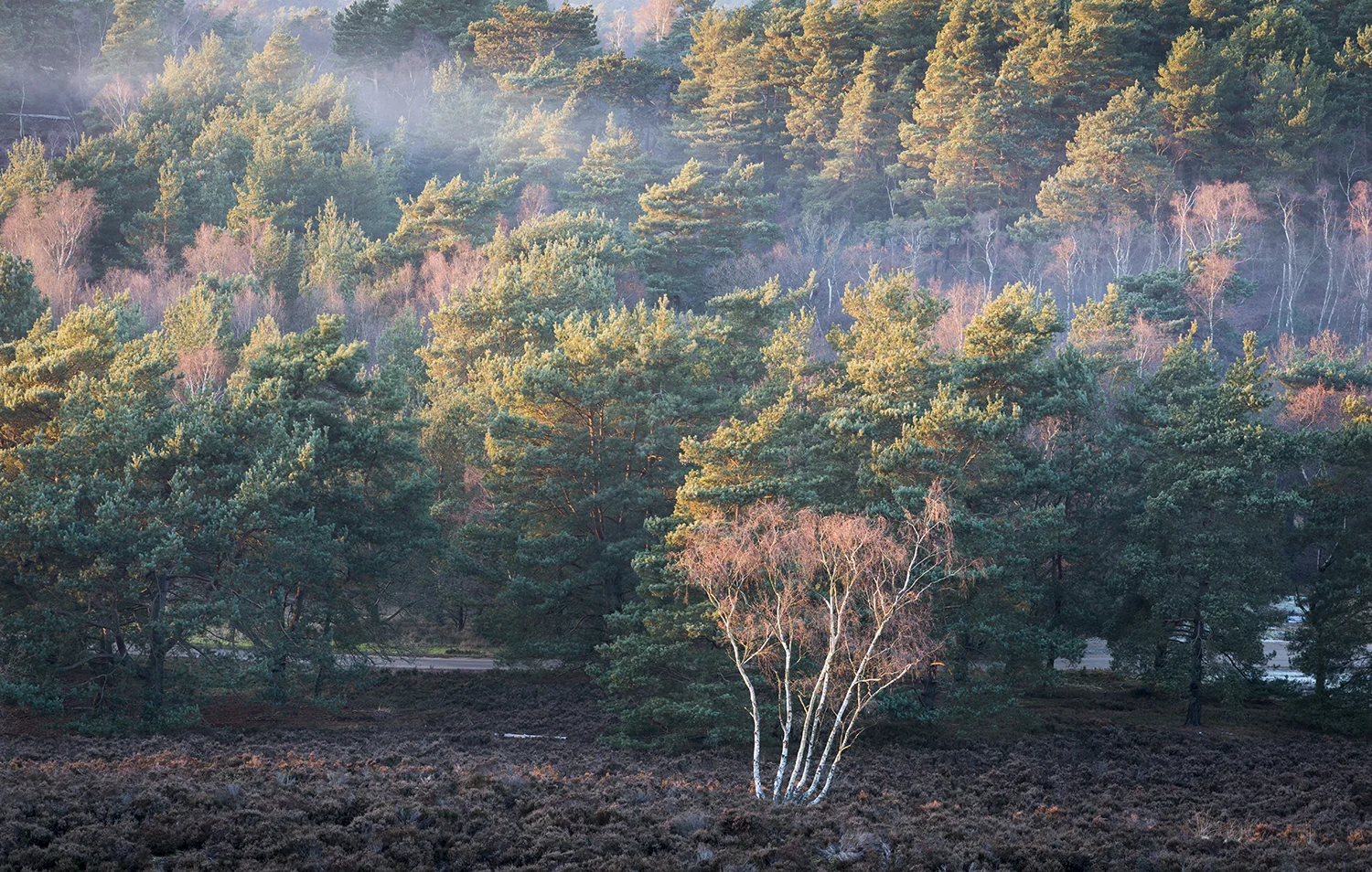 Hankley common jan 2017-8307web1500.jpg