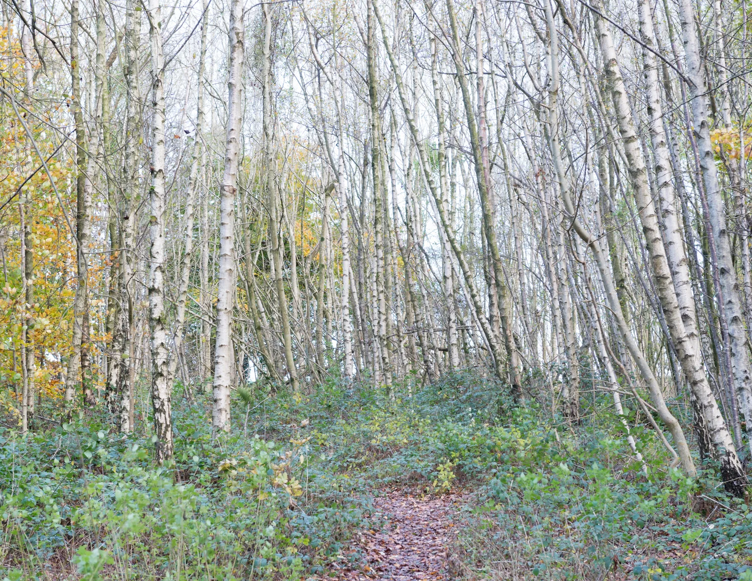 web1500-8671_edit.jpg