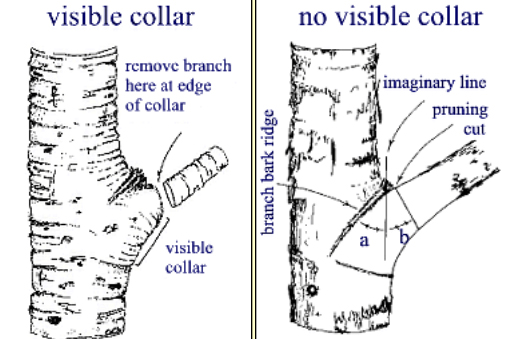 Pruning Guide: PDF detailed & Illustrated