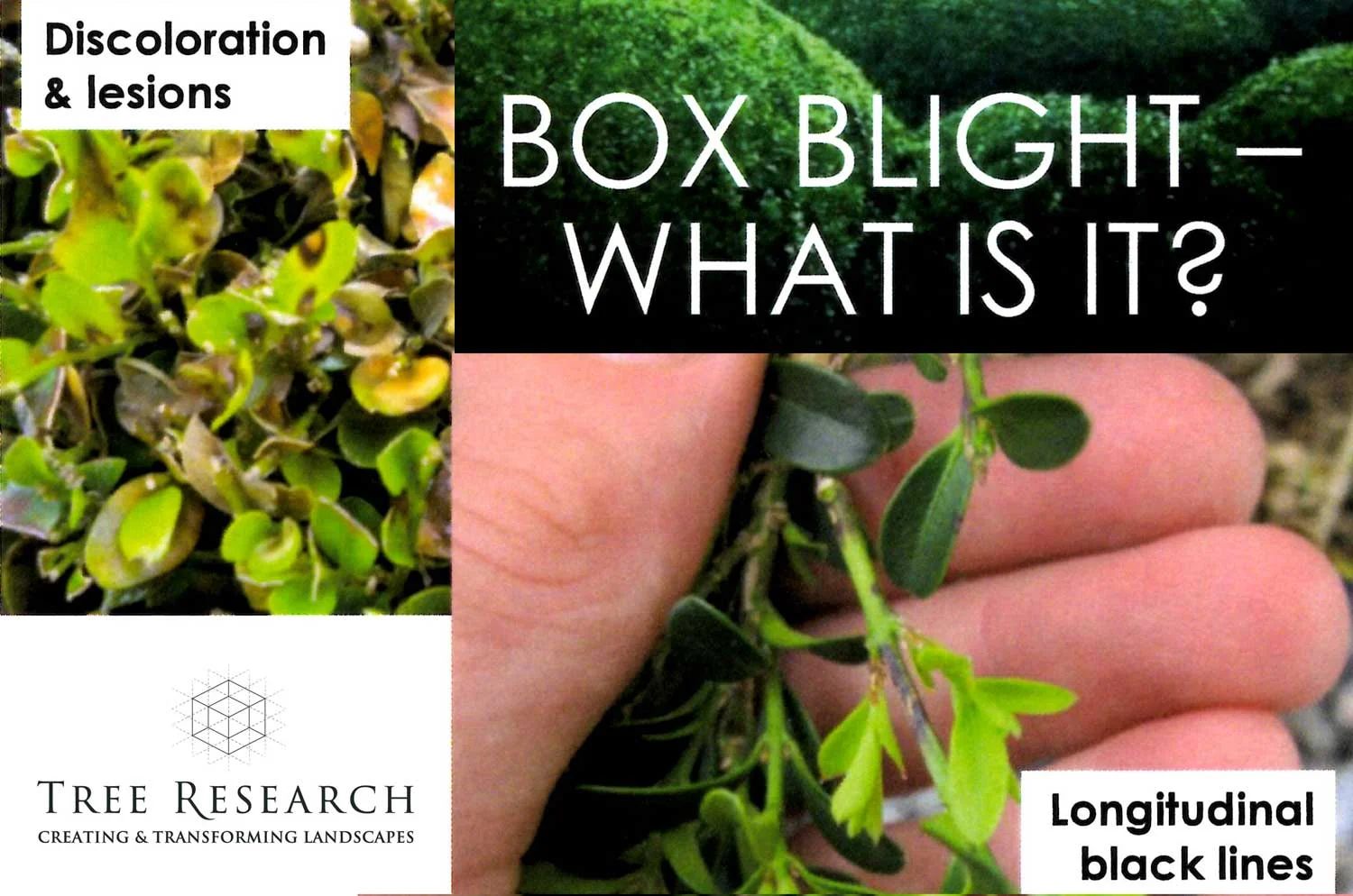 Box Blight new logo.jpg