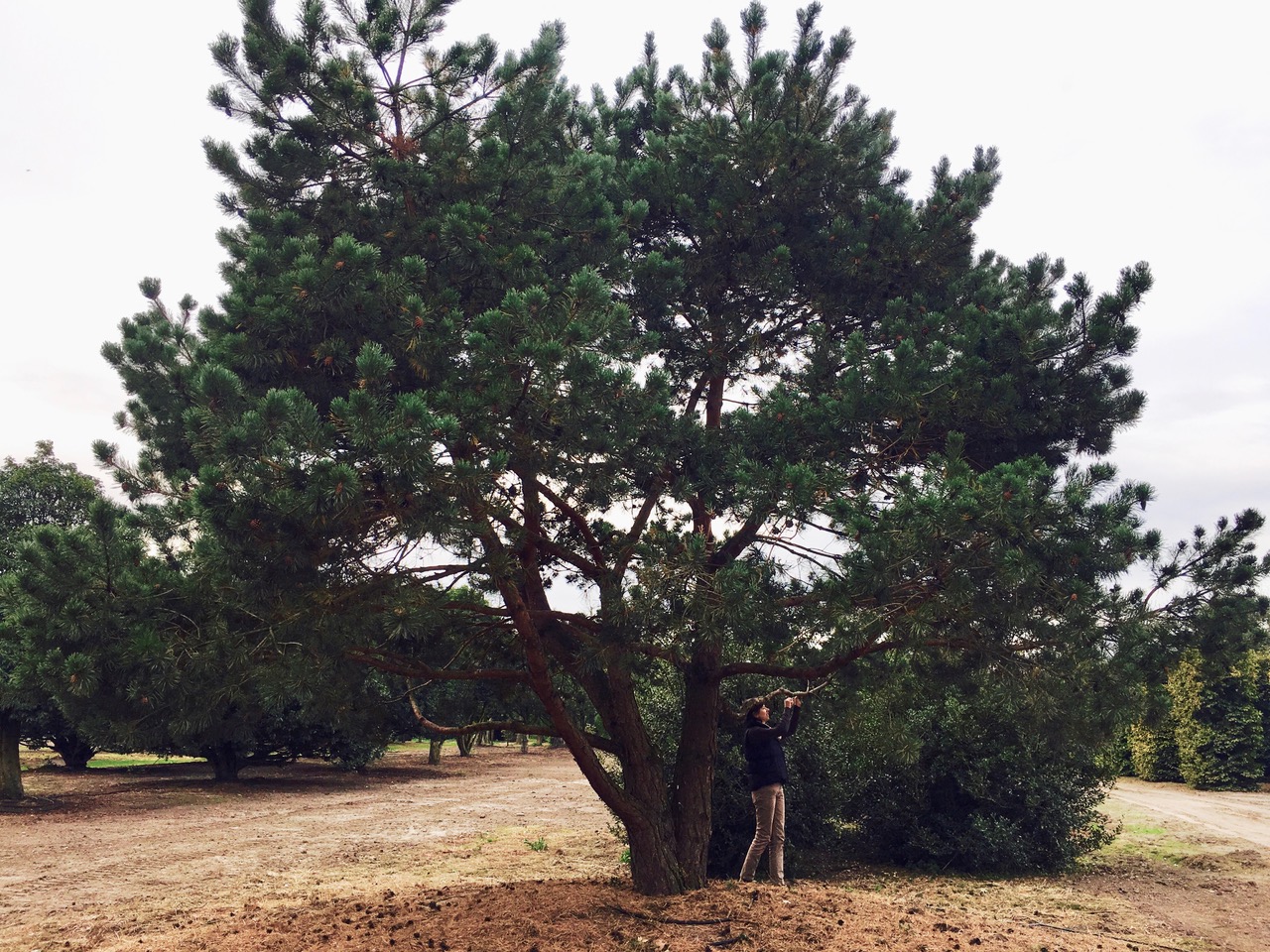The pine tree at the nursery before the move