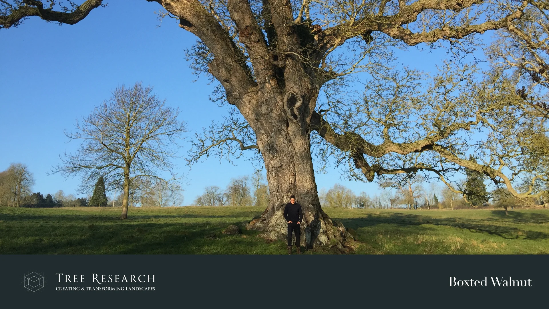 Two of my favourite ancient trees discussed during my talk