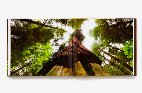 wisetrees6.png