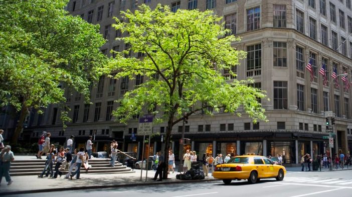 City trees may have reduced root space and face an assault of air pollution but they are making the most of the heat island effect.