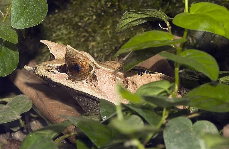 The Bornean Horned Frog - one of the species studied in the University of Sheffield study.