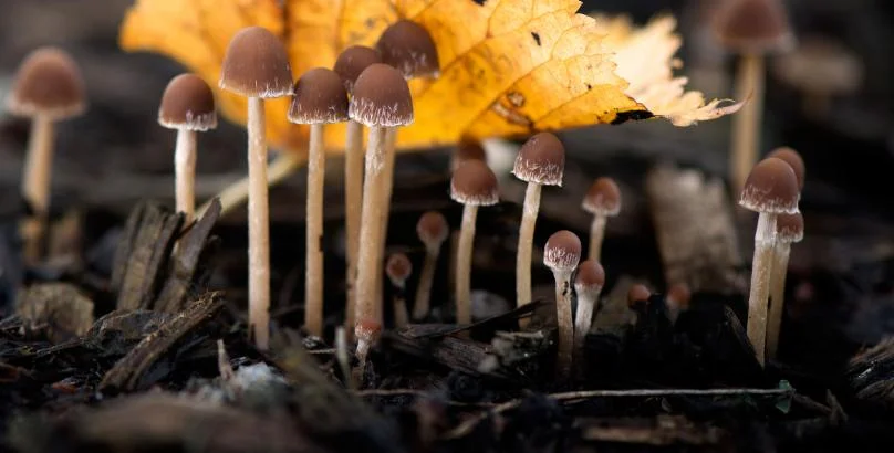 Kew Report 2018