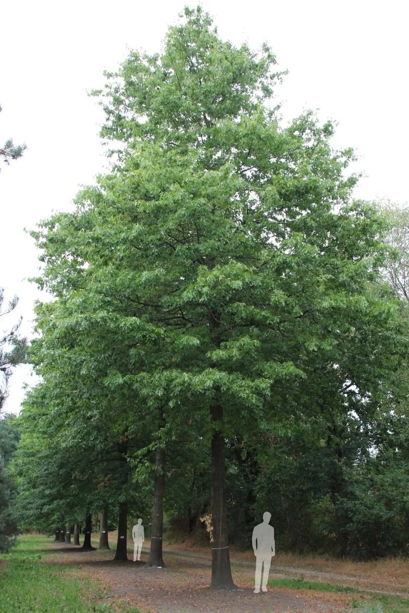 Going up for auction: 60 year old Quercus palustris (Pin Oak) Tree