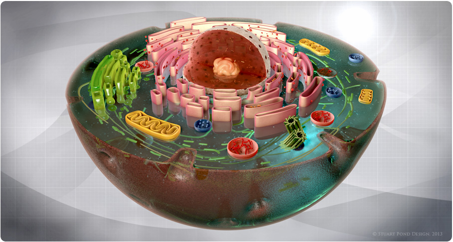 Cell structure illustration