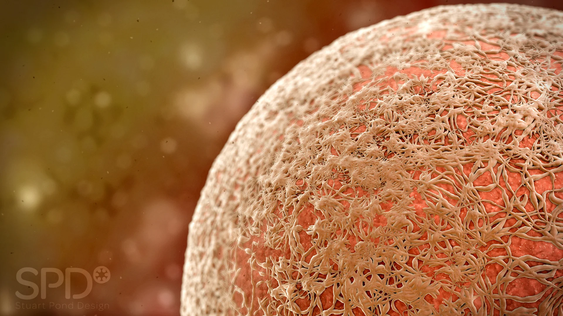 Human egg