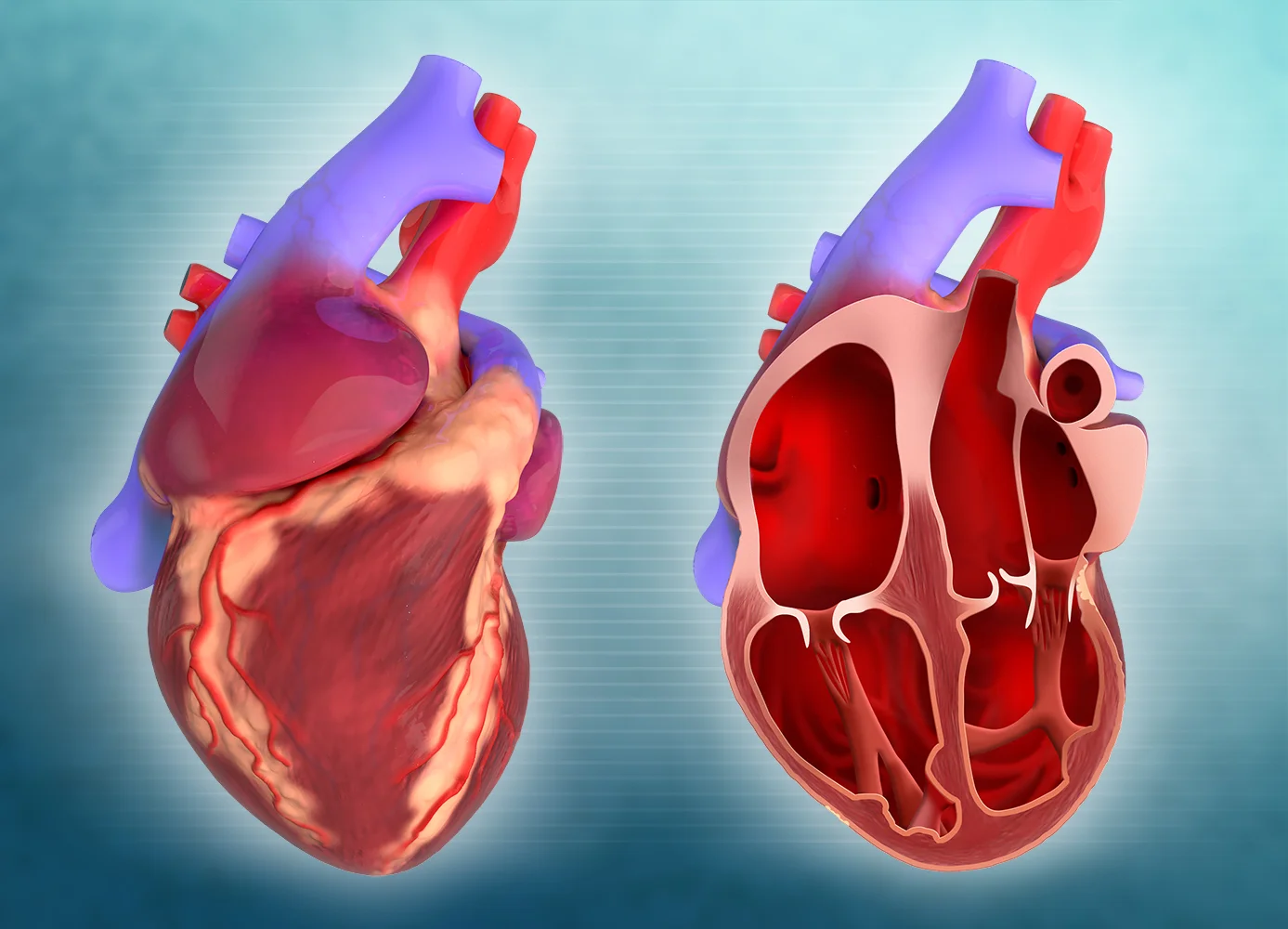 Heart and heart sectioned