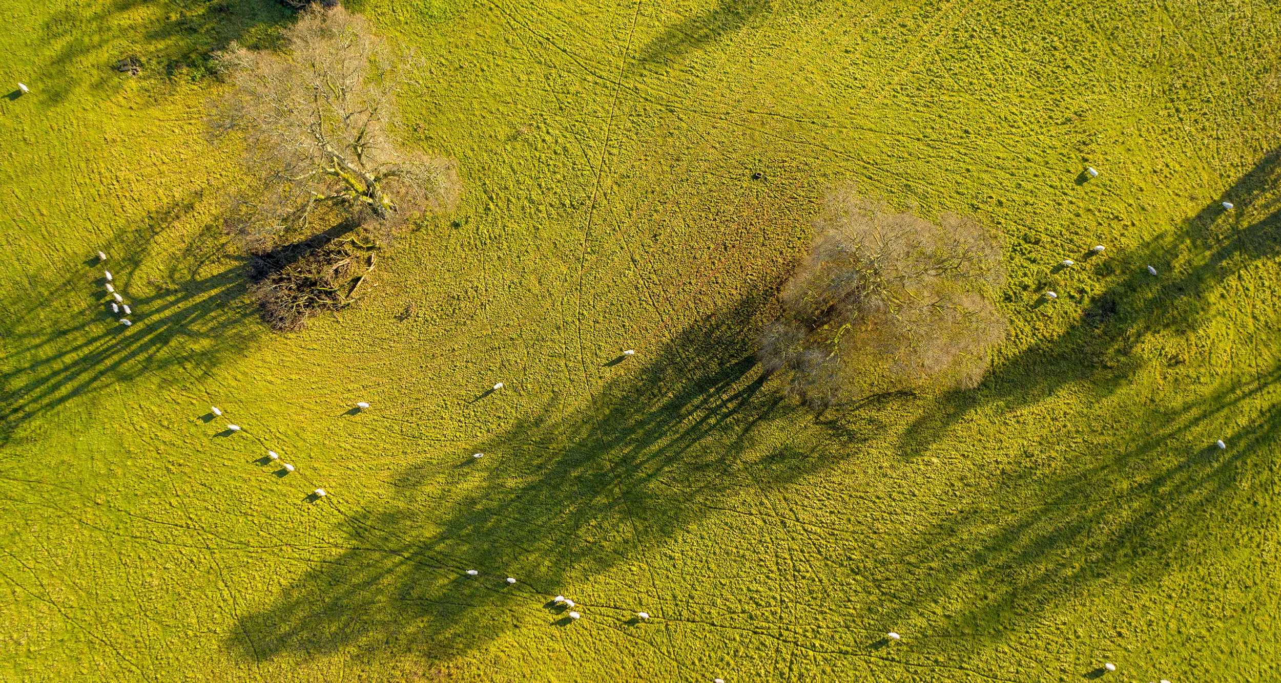 Fromtheair-trees s.jpg
