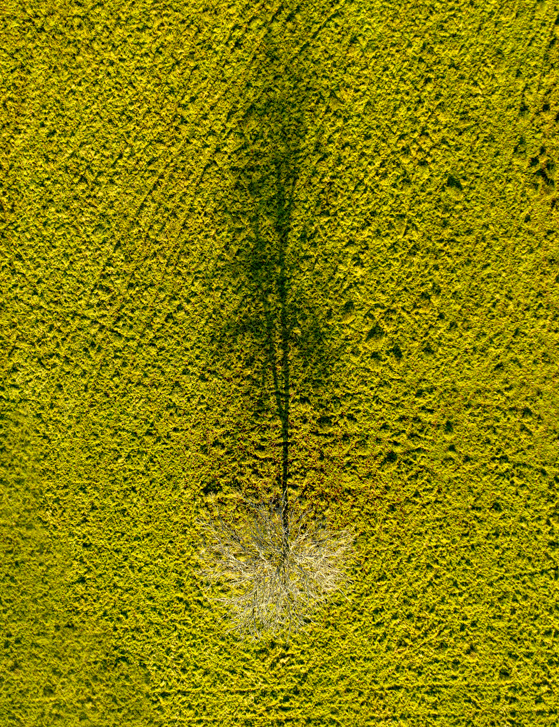 Fromtheair-tree s.jpg