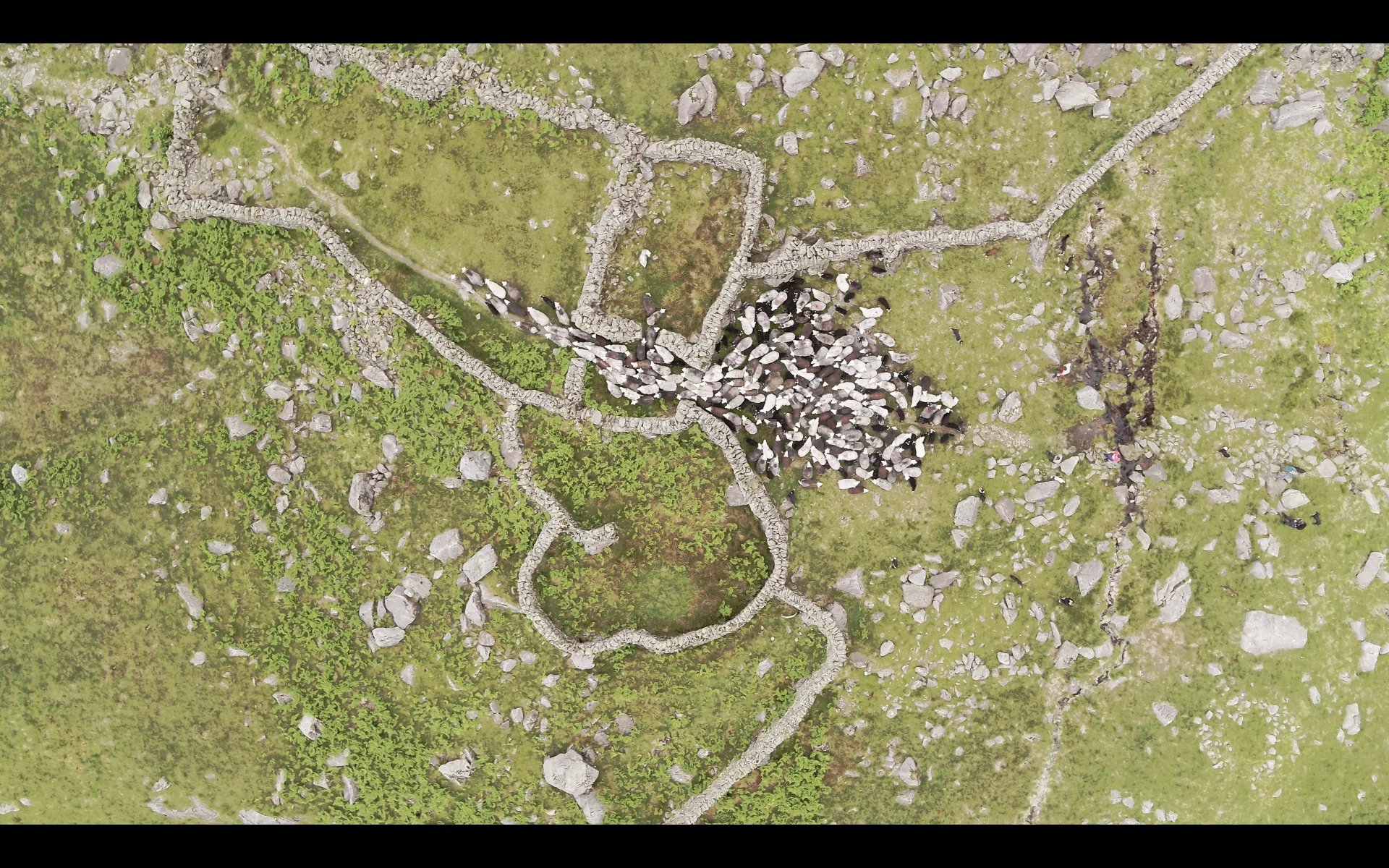 Sheep through wall lakes.jpg
