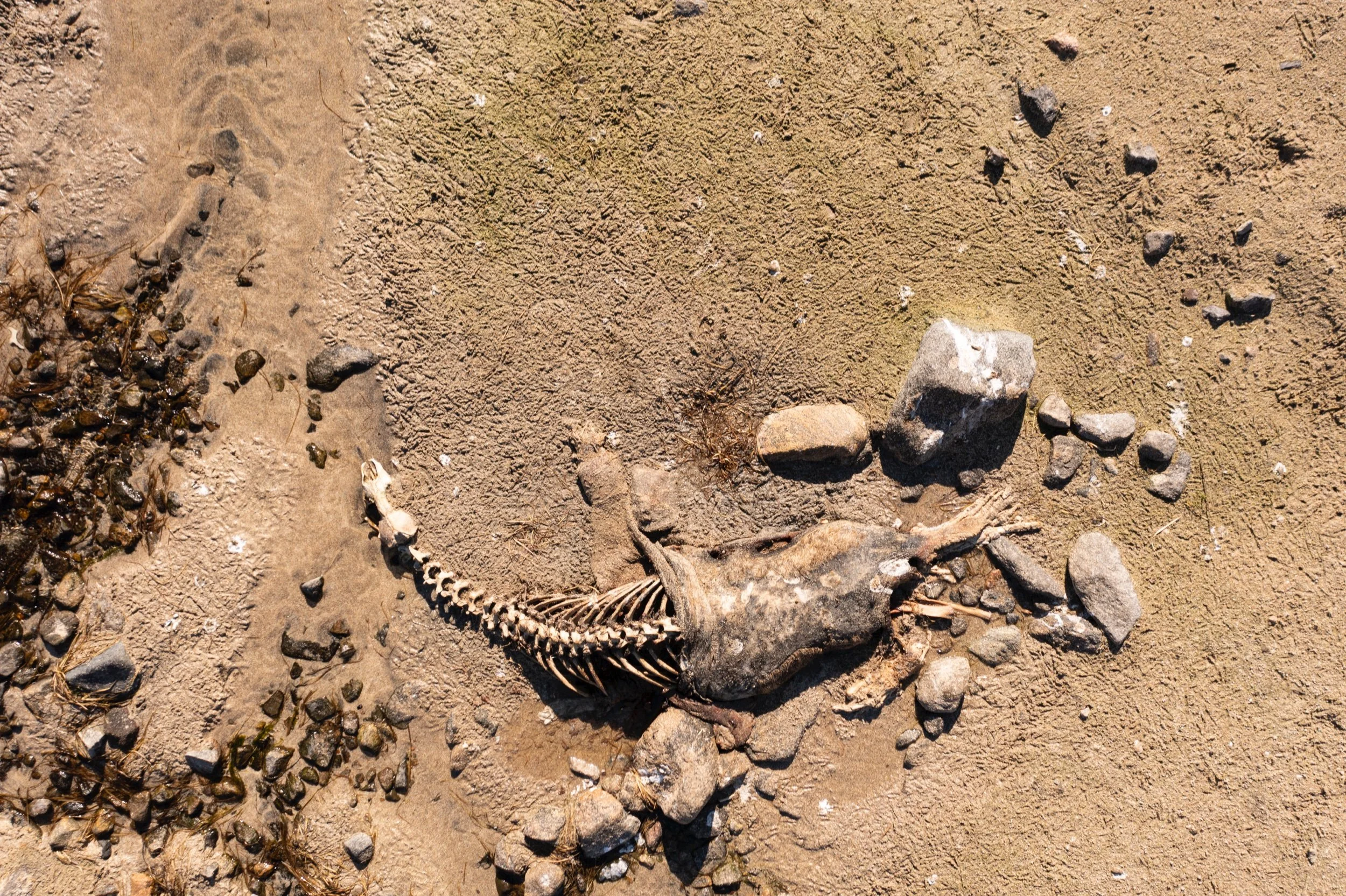 Dead seal beach.jpeg