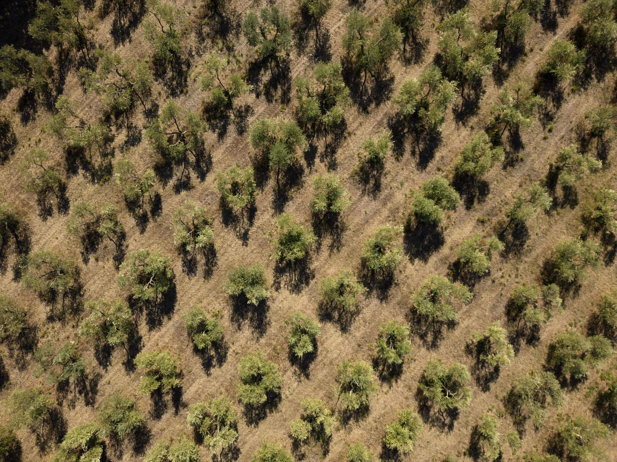 Olive trees.jpg