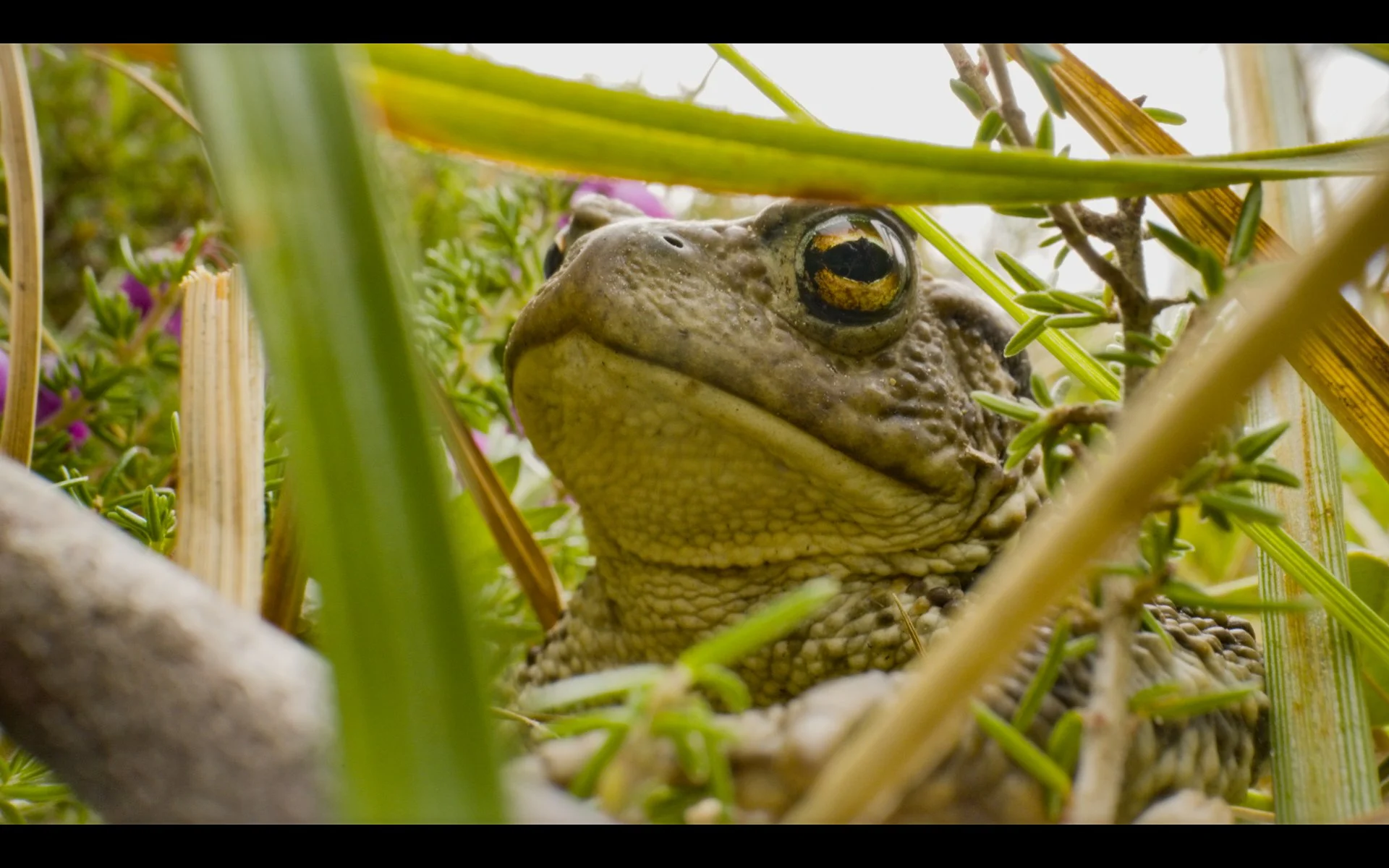 Cairngorm Connect-3.JPG