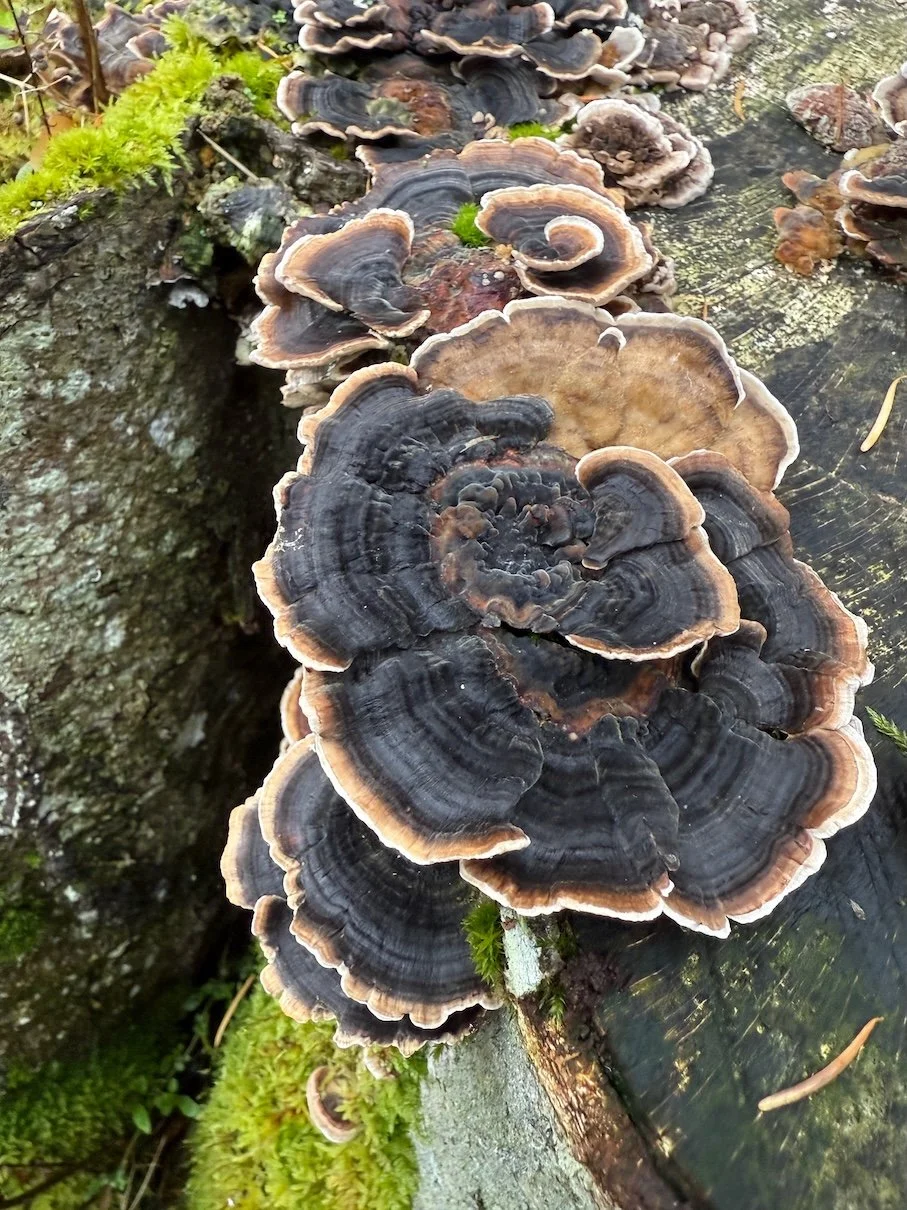 J&G WS Pics phone Kirk - 18.jpeg