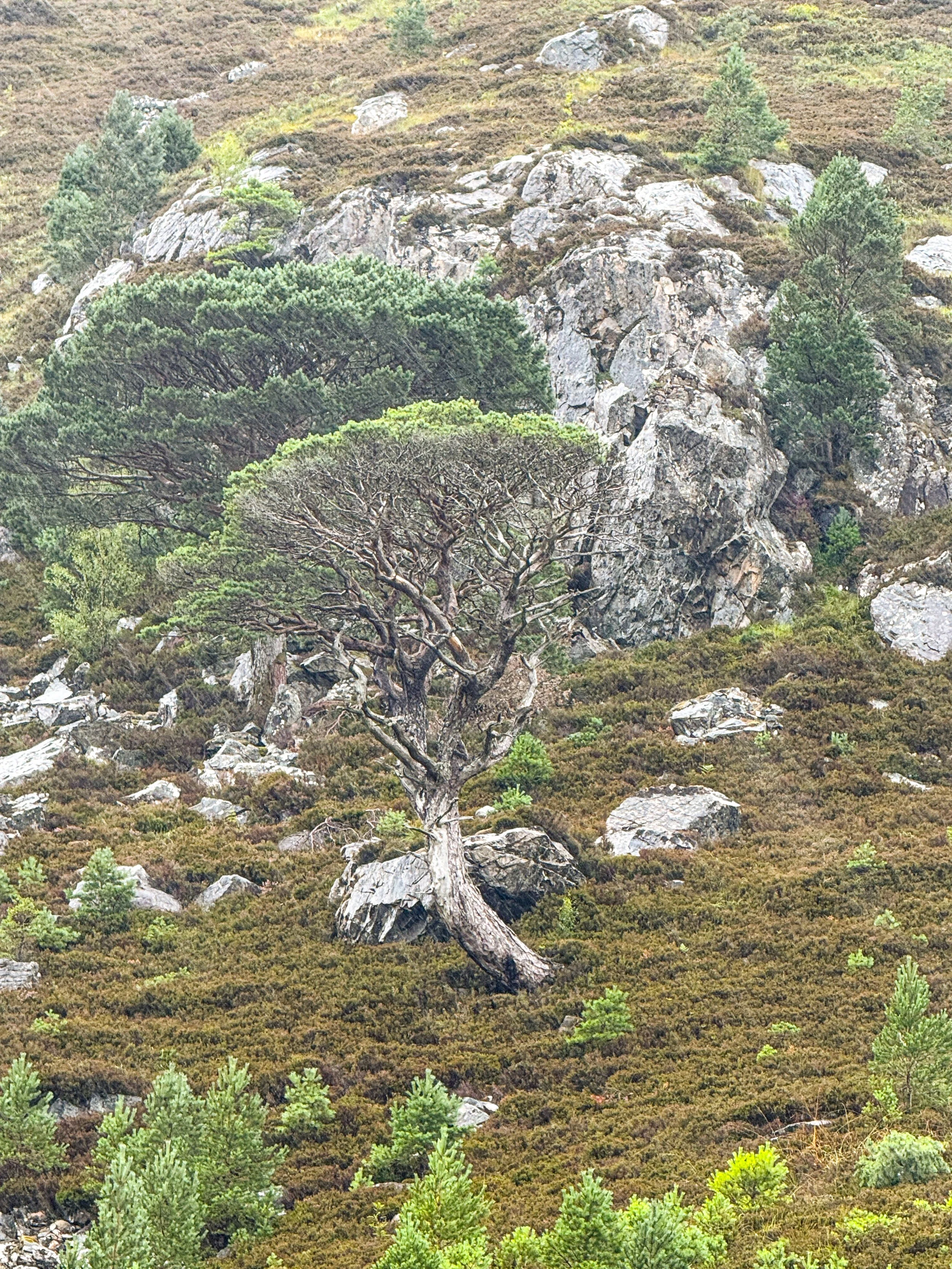 Alladale-18.jpg