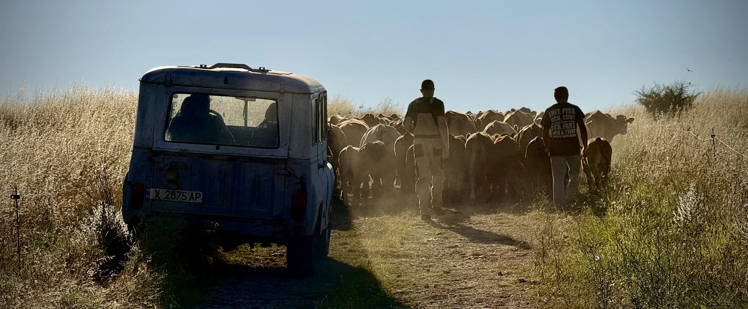 Herd of cows being driven along a dusty rural track in Bulgaria, holding up the Naked and Afraid film crew on their way to work.