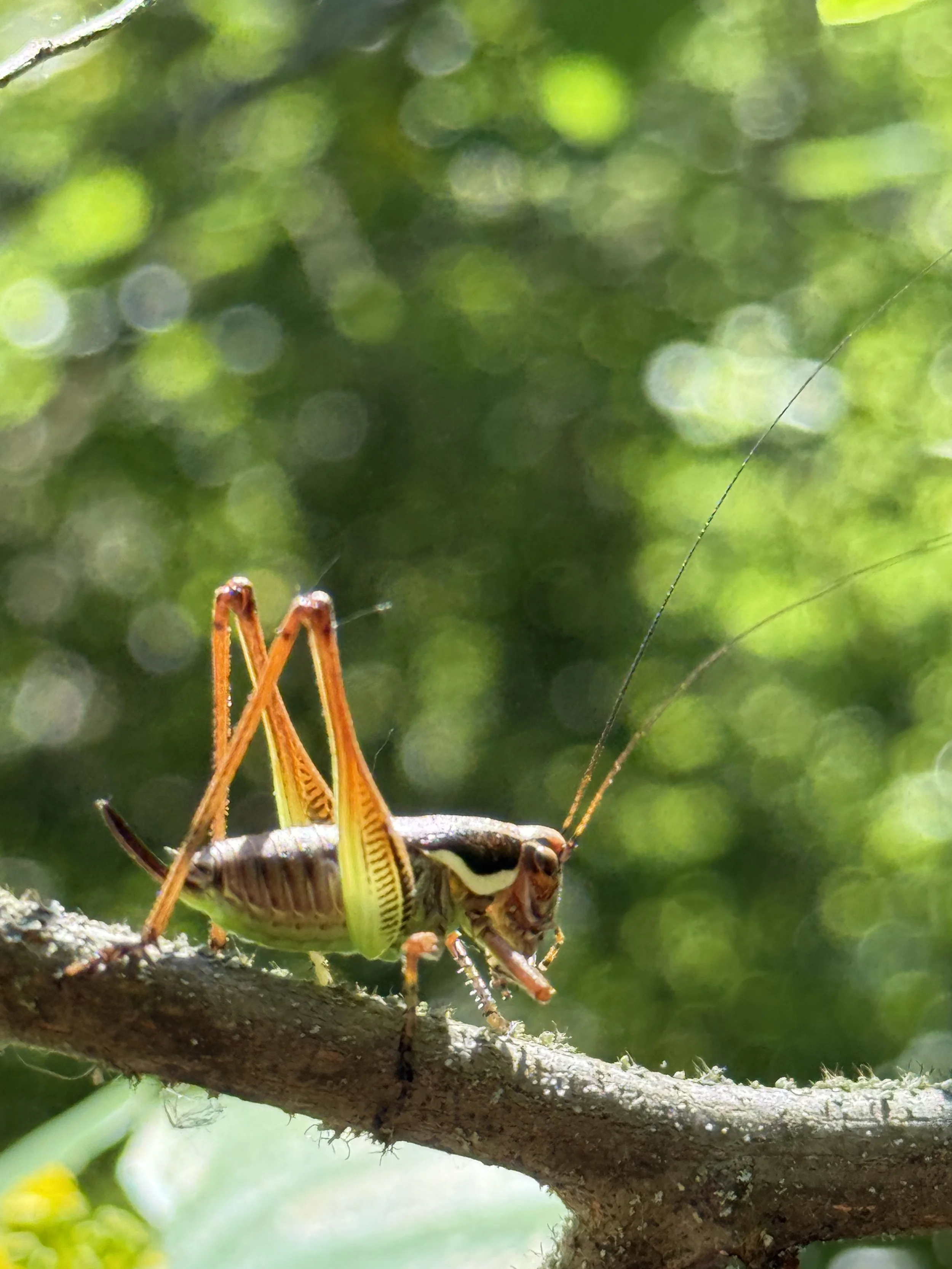 Close-up photograph of a large grasshopper in the Bulgarian wilderness during filming of Naked and Afraid for Discovery Channel.