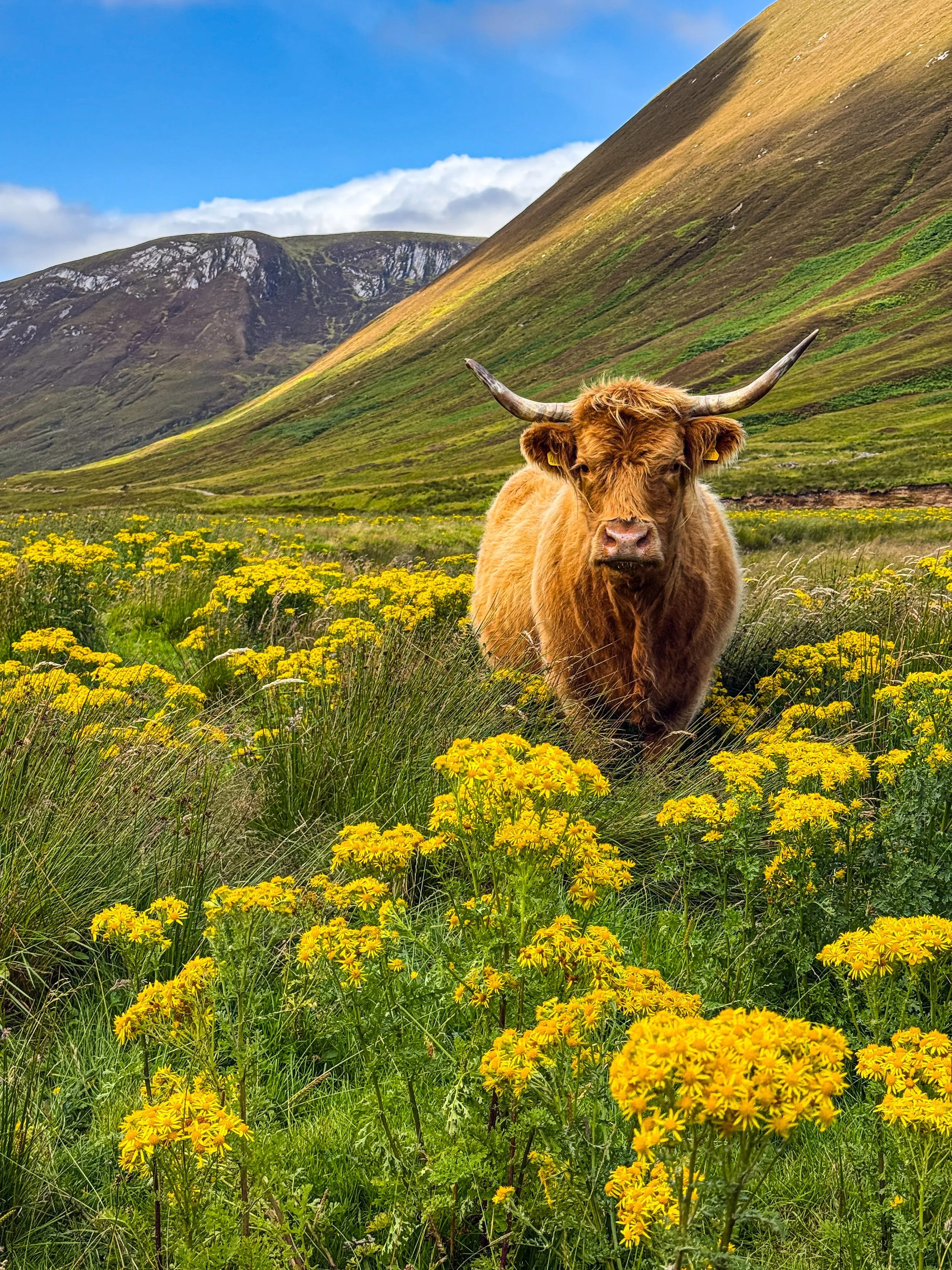Highland cow standing among sunlit wildflowers at Alladale Estate in the Scottish Highlands during the Rhone Clothing fashion shoot.