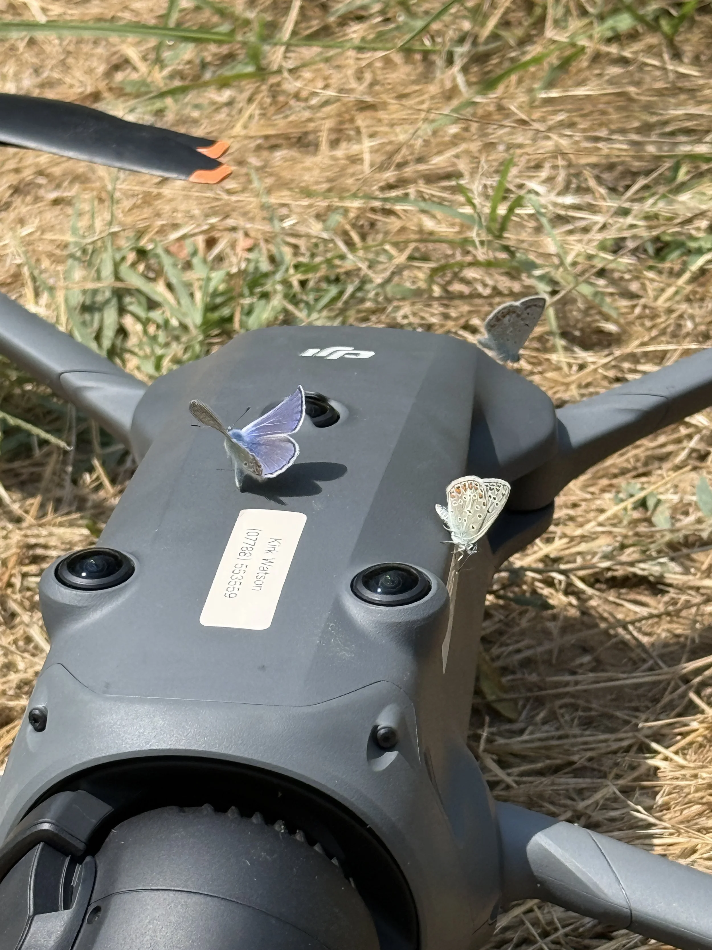 Butterflies resting on a DJI Mavic 4 Pro drone during filming of Discovery Channel's Naked and Afraid in the Bulgarian wilderness.