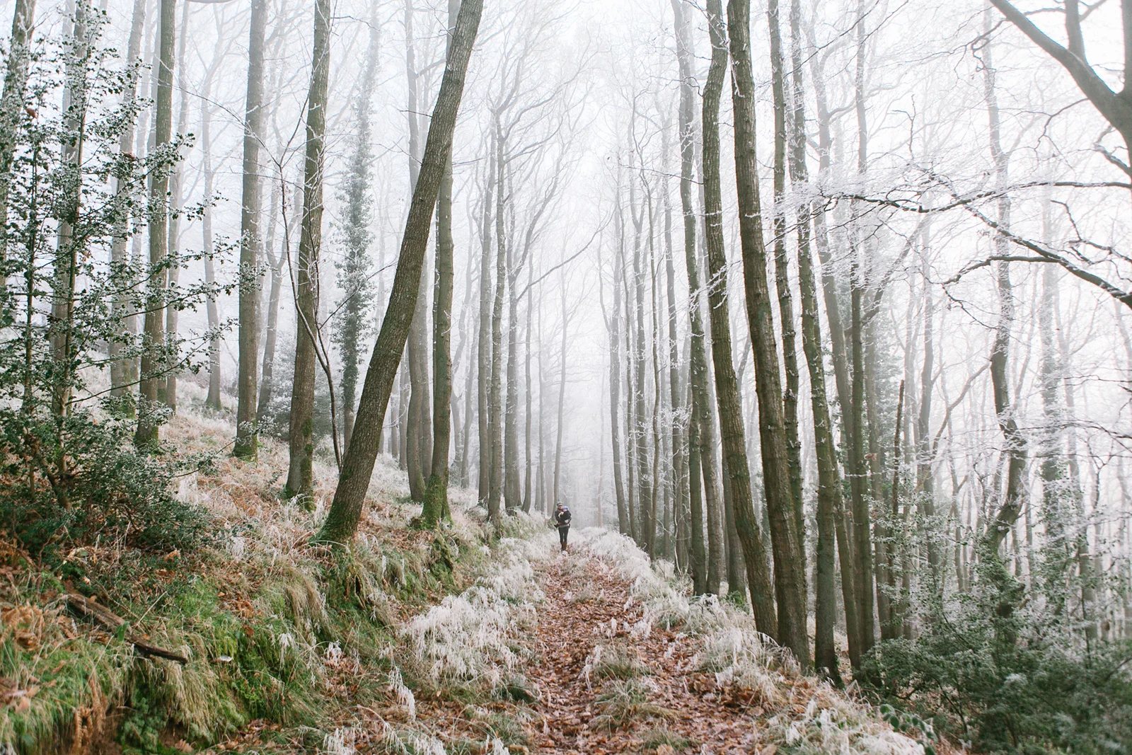 Long wood