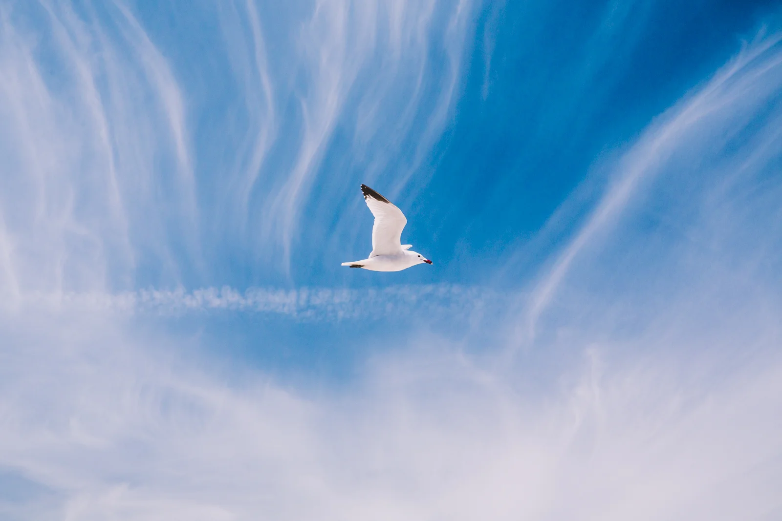 bird020.jpg