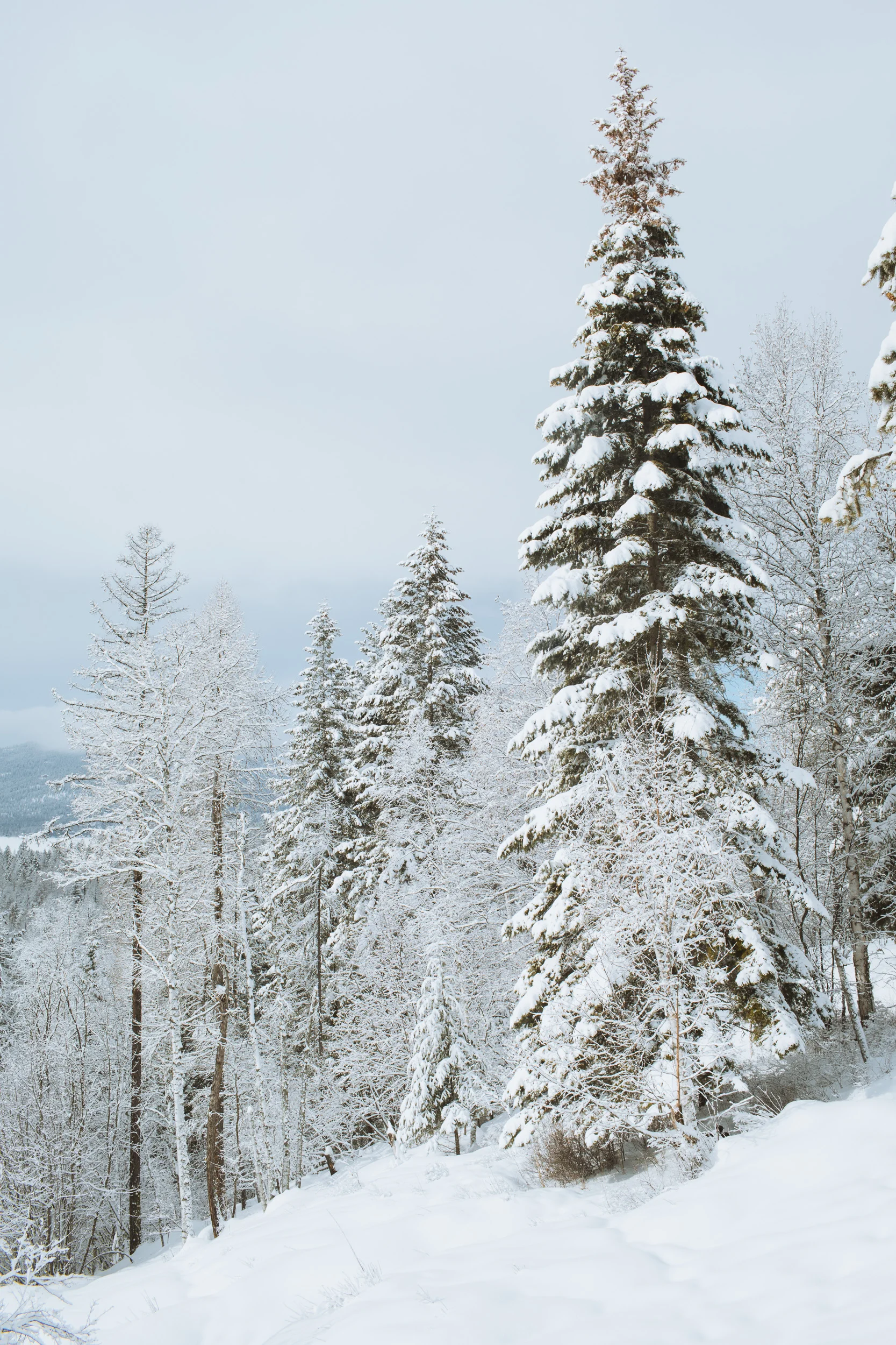 skidoo-19.jpg