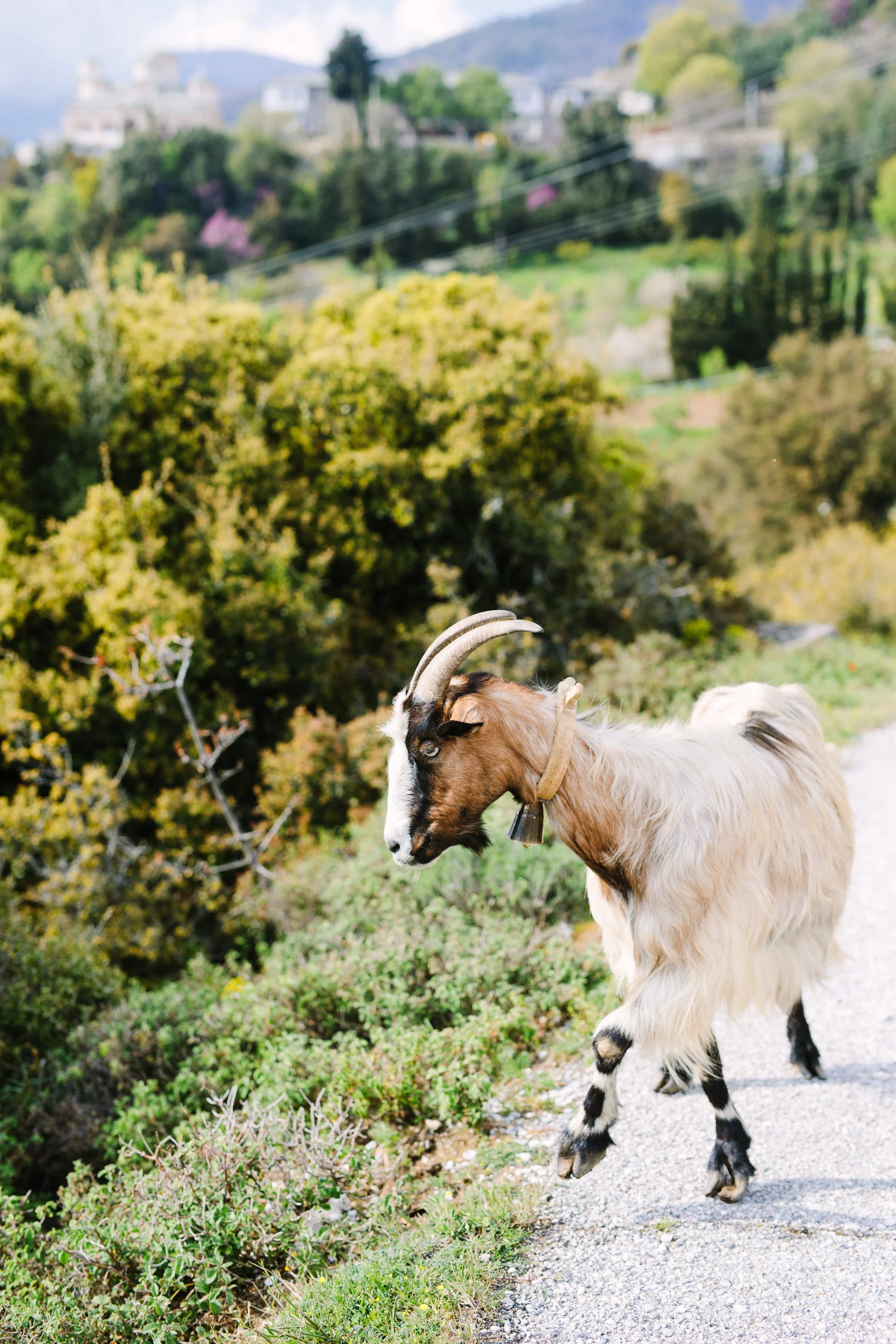 Pelion-Greece-Finn-Beales-26.jpg
