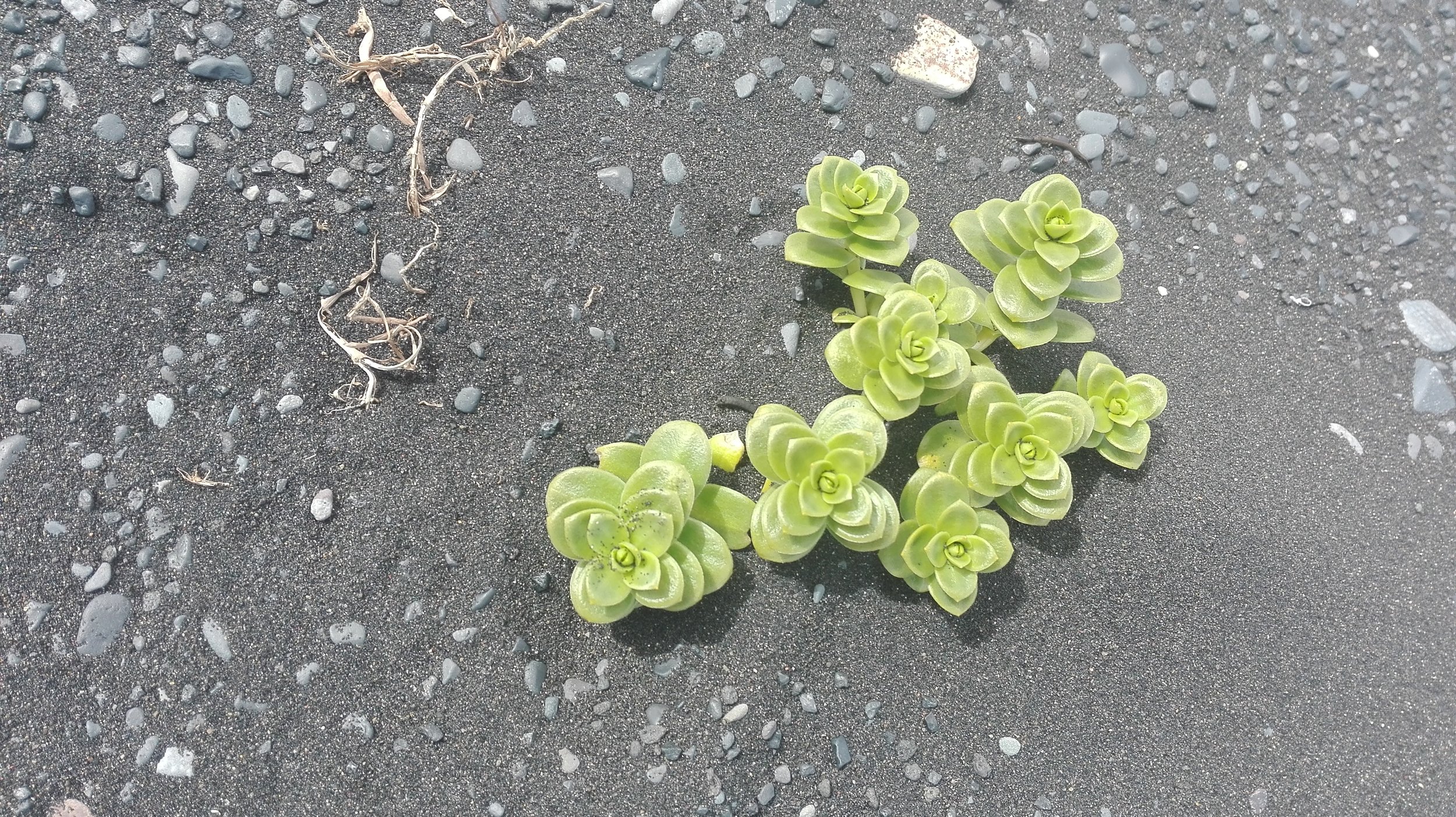 Iceland / Photo: author's own. 