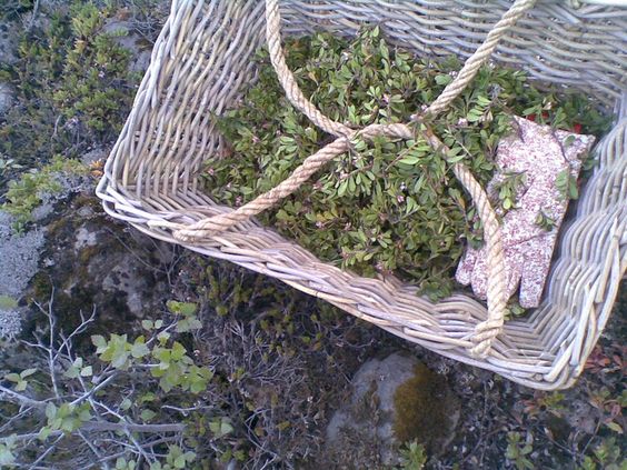 Sóley Organics: Picking the Herbs.