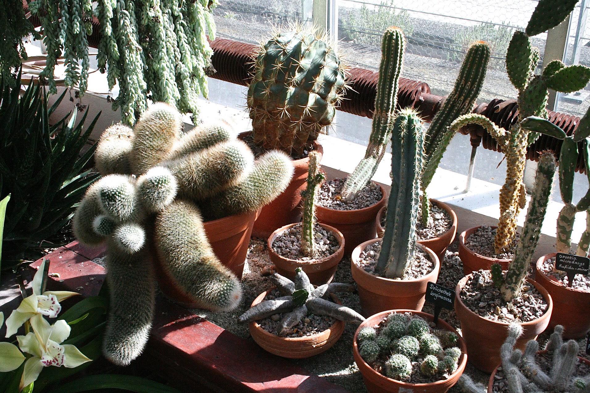 Image: Barbican Conservatory
