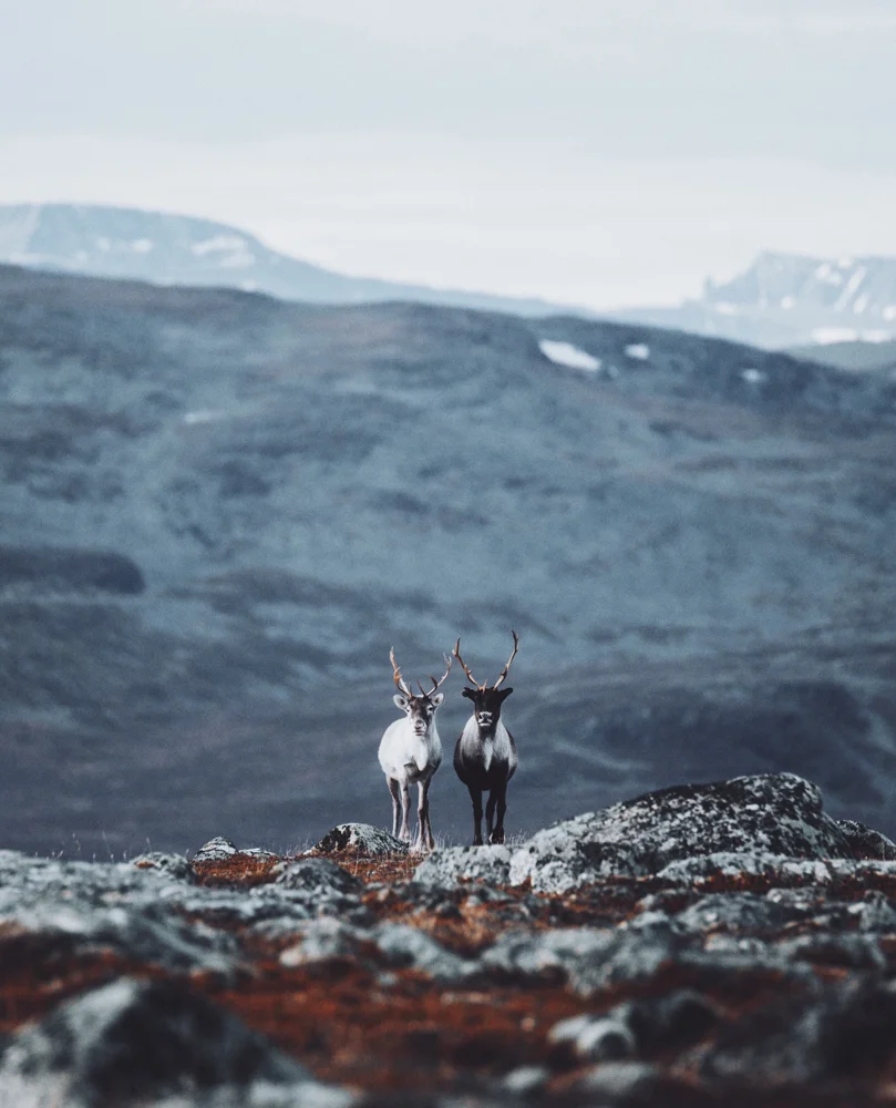 Image Credit: Julia Kivelä