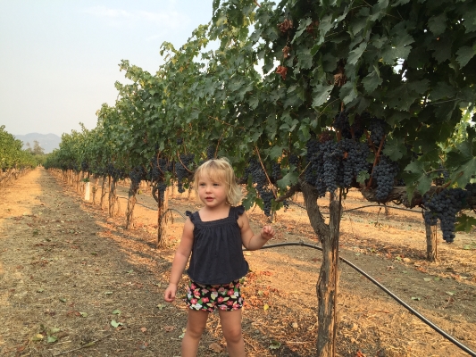  Remi in the vineyards