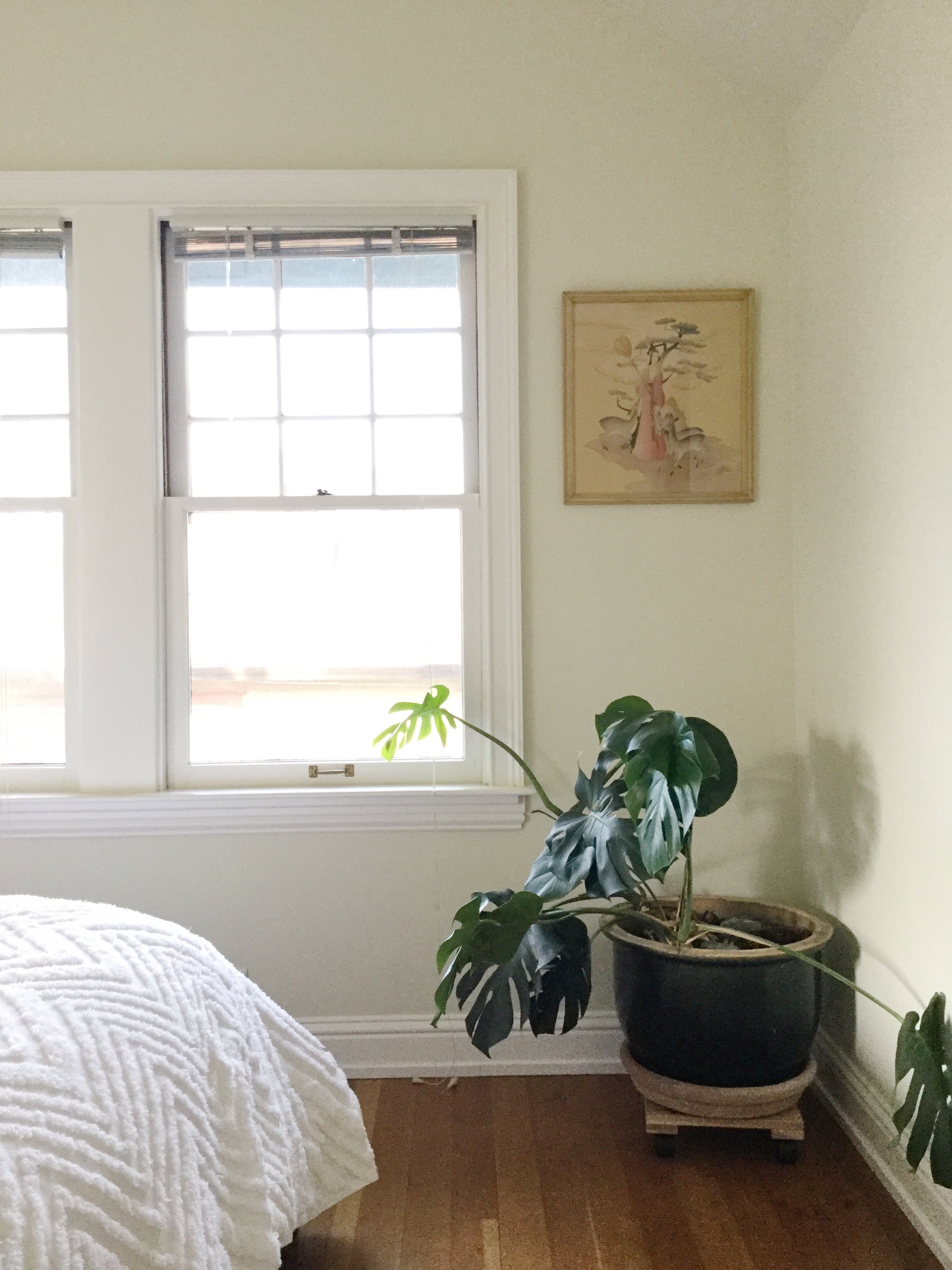  Zen details: a sleepy plant and soft light.&nbsp;       