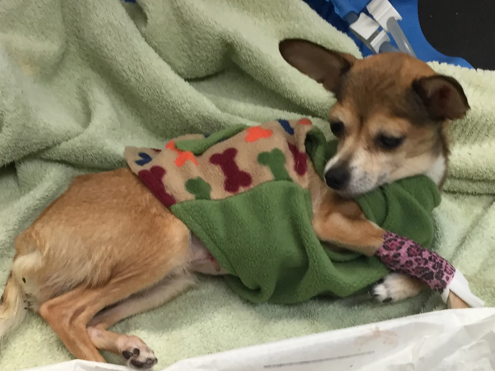 Meet Pika - this sweet girl had a severe infection called a "closed pyometra". Her pet parents could not afford the cost of surgery, without which she would have died. Pets in Need was able to step in and perform the surgery and save her life. It was a blessed day for all of us. Please consider donating to Pets in Need through this website. Help us save more precious animals like Pika!!!!!