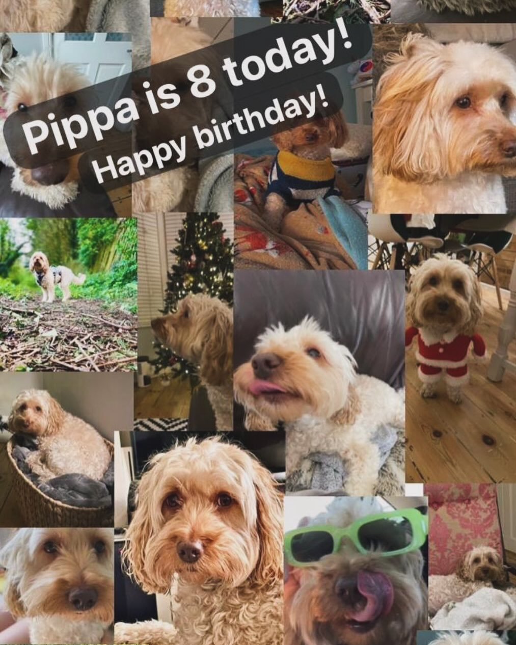 Pippa (aka head of well-being) is 8 today!!! 🥳🎉🎂

Pippa has celebrated with a sausage at @jonnysrestaurants and a run in the park&hellip;plus lots of treats of course!

Photo design credit to Millie 🙏 

#worthing #dogsofinstagram #physiodog