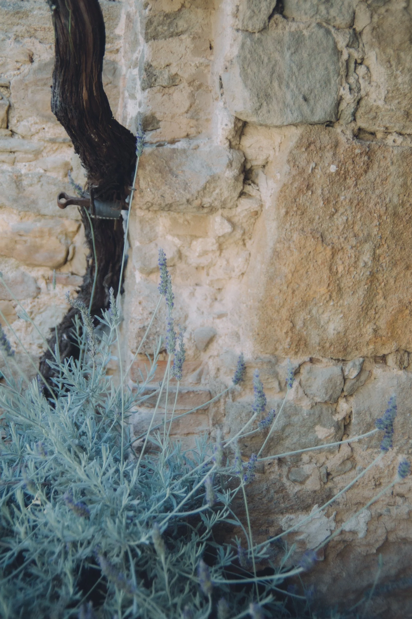 Simorra-9944.jpg