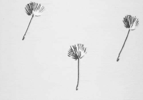 B&W Hand Sketch Dandelion.gif