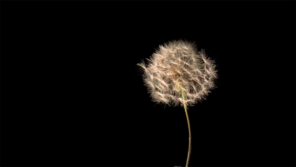 Wiggle Dandelion.gif